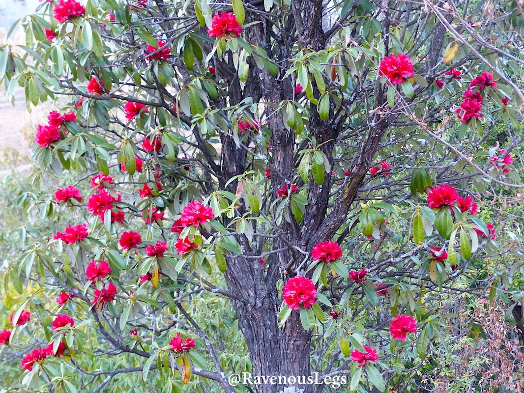 Rhododendrons at Kaaphal Hill farmstay, in Chaukori, UttarakhandPicture