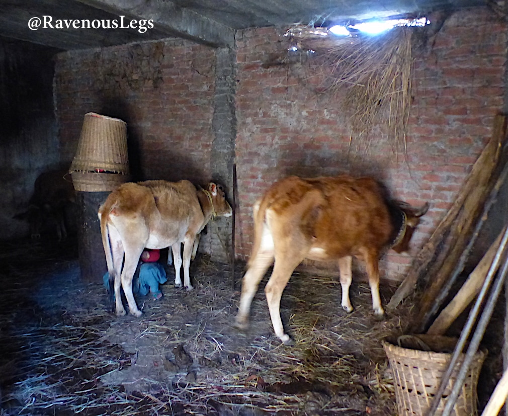 Cow shed at Kaaphal Hill farmstay, in Chaukori, UttarakhandPicture