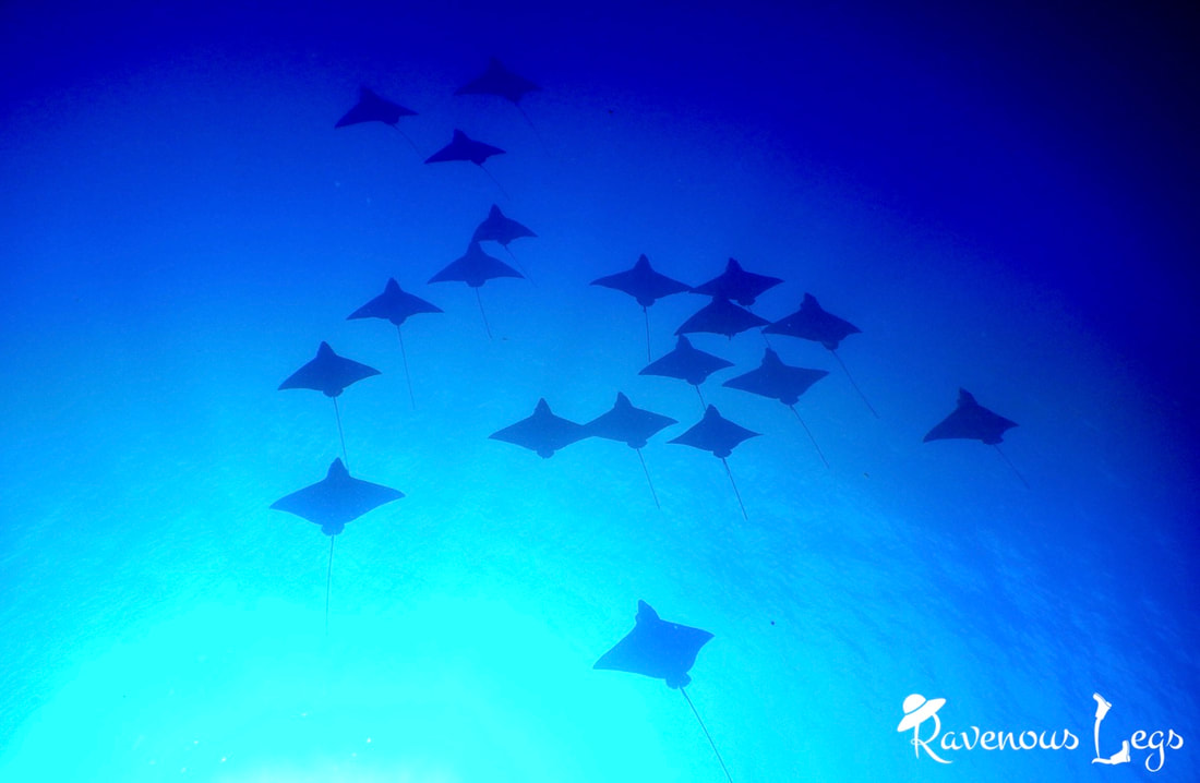 Schooling Eagle Rays - Scuba Diving in Laamu Atoll