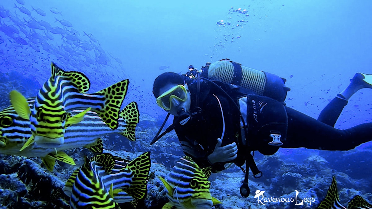 Scuba diving in Maldives - secret affair with nature