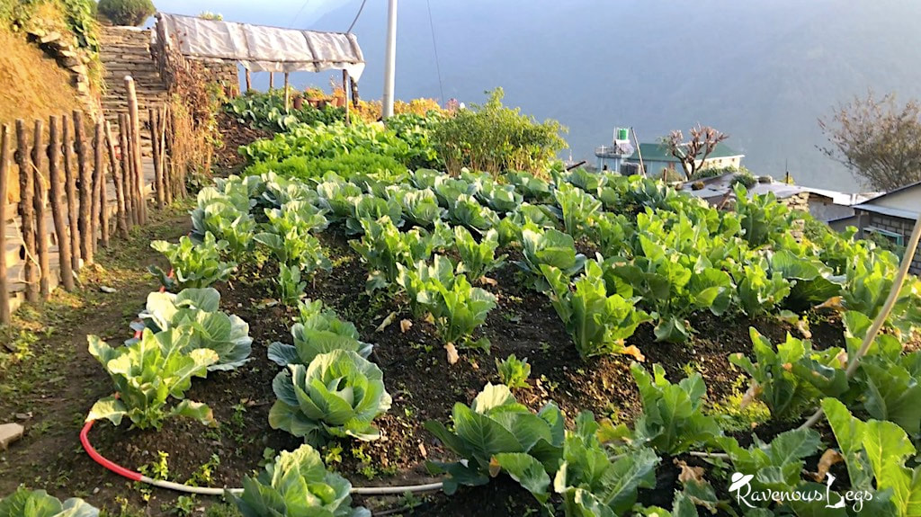 Annapurna Conservation Area Project - organic farming
