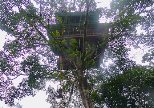 Green Magic Tree House - Wayanad, Kerala: Asia's tallest jungle treehouse